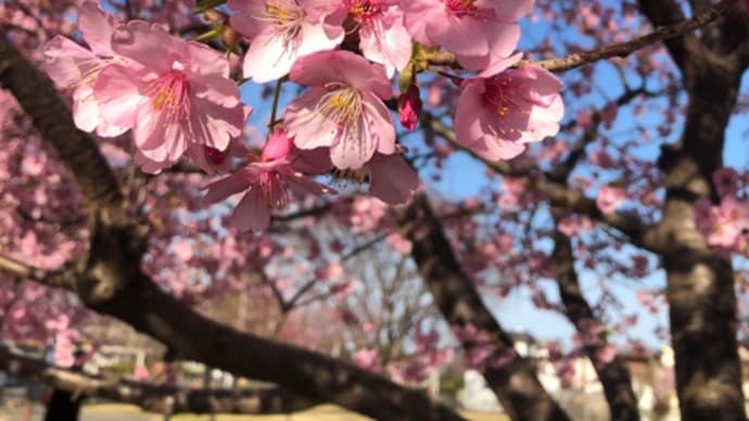 明日はパルテノン大通りマルシェ!白鳥の北帰行。