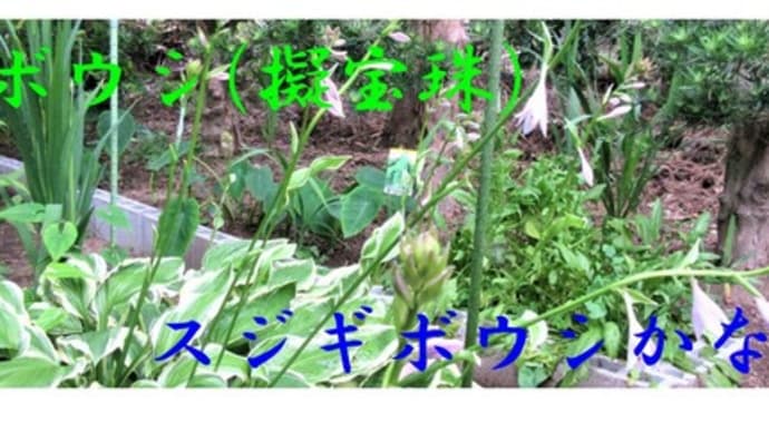 擬宝珠(スジギボウシ)の花が咲きだしました(*^^)v