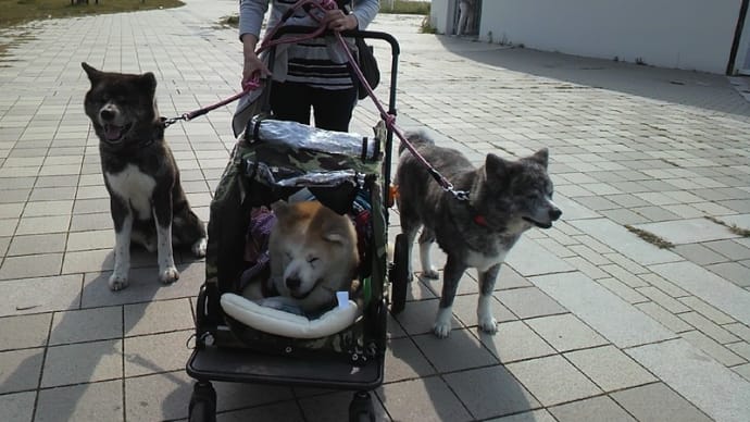 久しぶり3頭一緒です♪