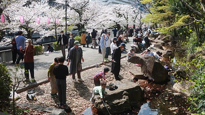 今年の桜2025#4神田川・都電・飛鳥山