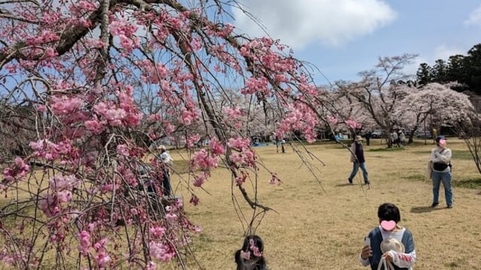 大雨降る前日の三神峯公園の桜