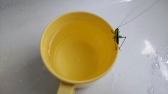 コップの中からキリギリス