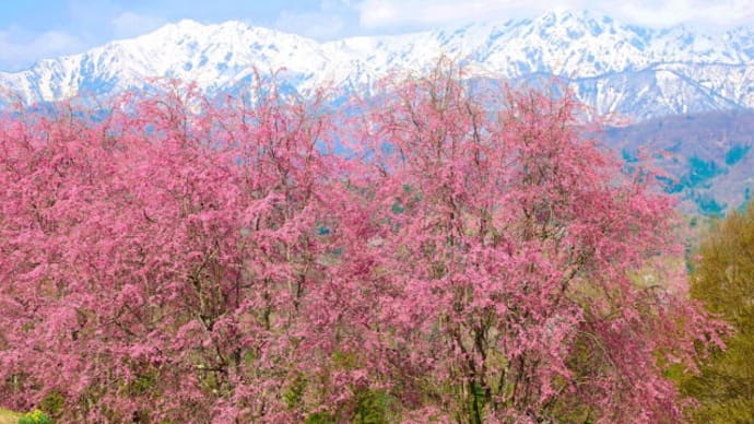立屋の桜2025-1