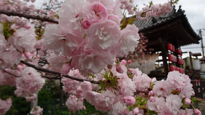 ２０２３年・京都霊場魔所の桜・その３　＠　京都妖怪探訪（８３２）