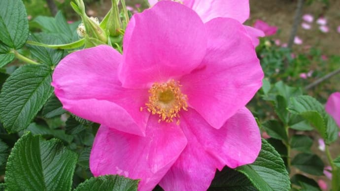 春の花:ハマナスかハマナシか?