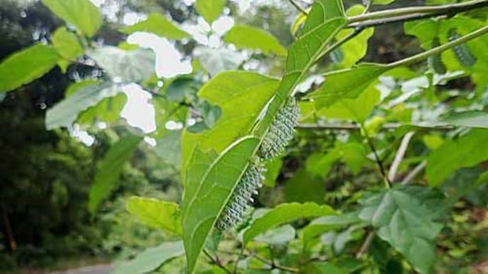 アマクサギに発生、シンジュサン幼虫