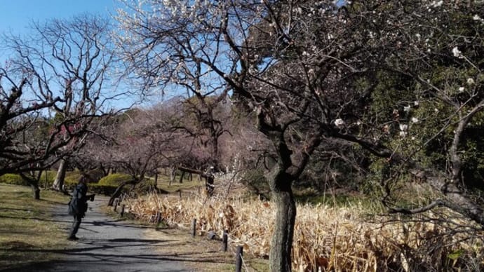 小石川植物園は寅彦と夏子の団栗の舞台