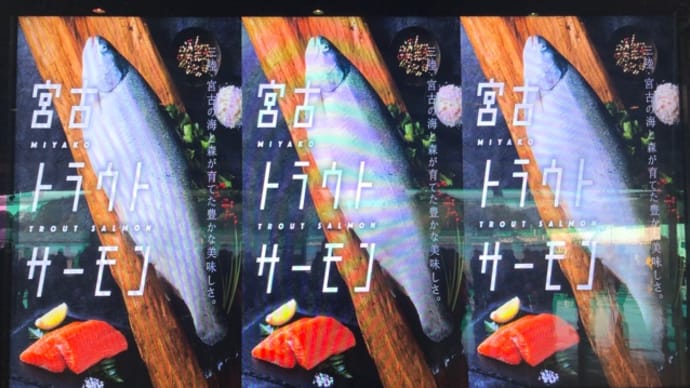 トラウトサーモン登場っ！