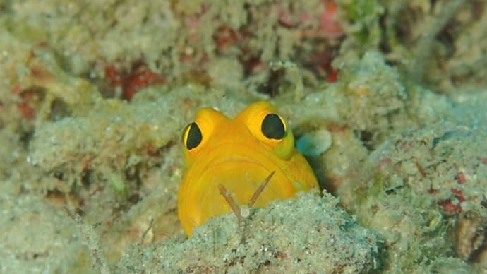 たっぷりマクロダイビングで発散!!、3月23日の海。☆
