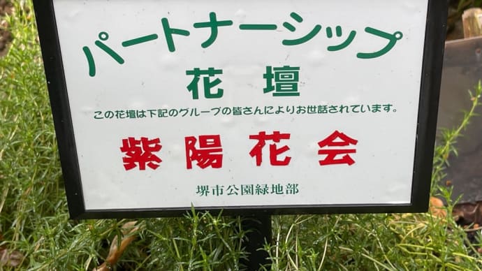 いよいよ紫陽花のシーズンだ❗️緑道脇に「紫陽花会」というボランティア活動の花壇を歩く散歩道🚶♀️