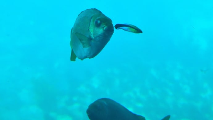◆今日は、「海中展望塔」へ(かつうら海中公園/勝浦市)