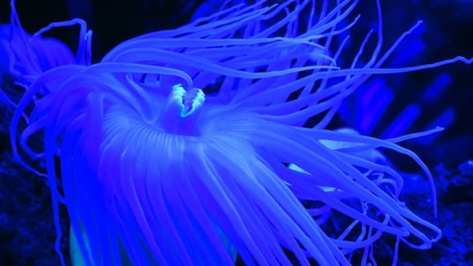 沼津港・深海水族館 ③ ~深い深い海の底で原始に還える