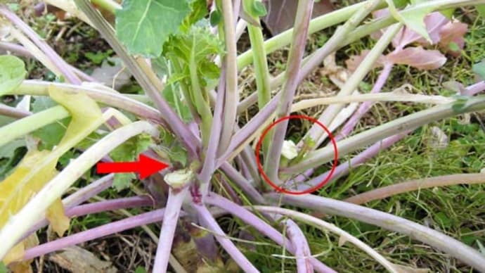 寒さに強〜い野菜に脱帽!