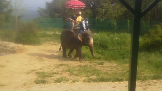 インド象の乗り心地