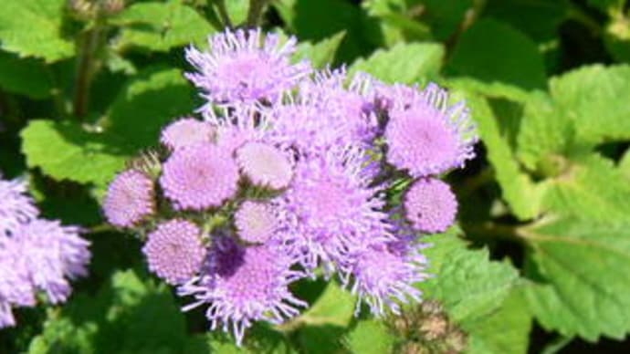 アゲラタム Ageratum アゲラタム ホウストニアナム Peaの植物図鑑