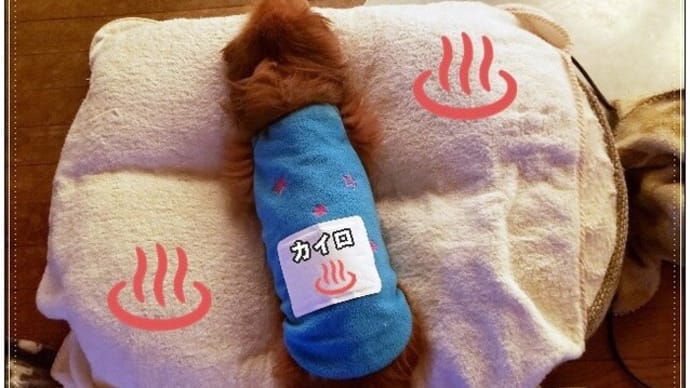 カイロはじまりました!