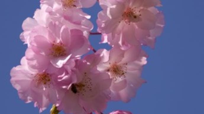 東谷山フルーツパーク の枝垂れ桜