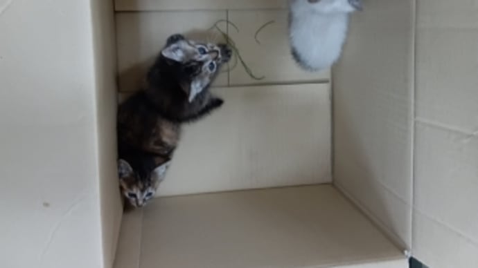 【雑ネタ】捨てられる動物たち 無免許ブリーダーの現状