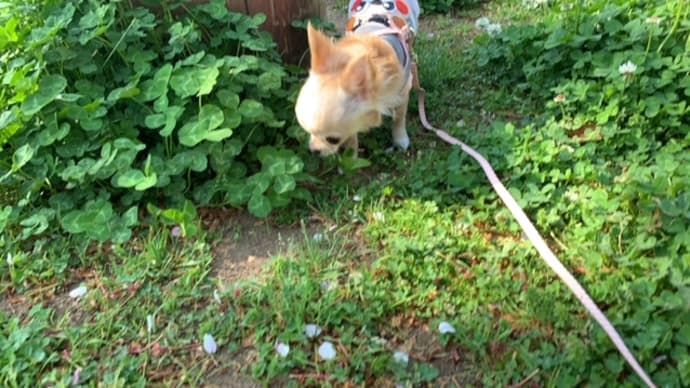 今まで会ったチワワの中で一番可愛いです りぼん日記 今まで会ったチワワの中で一番可愛いです りぼん日記