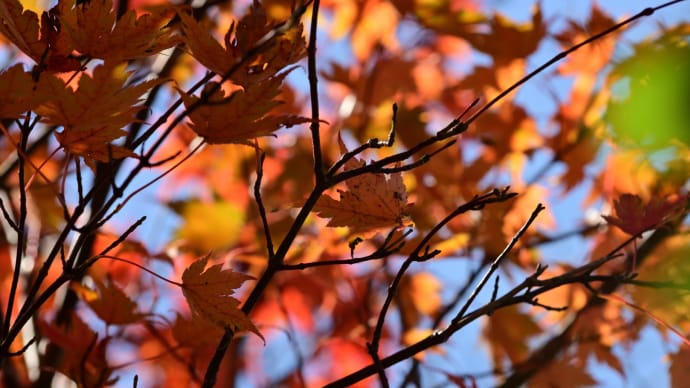 久住高原の旅　８　（沓掛山の紅葉その３）