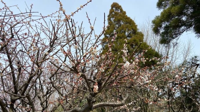 梅林寺の梅を観に行ったけど、まだ３分咲きでした
