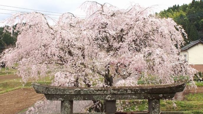 竹田市　御祖（みおや）神社のしだれ桜
