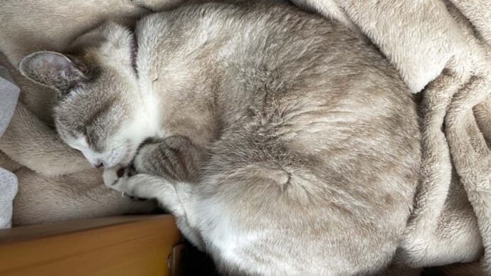 AI拡張生成　日本伝統工芸品　猫型猫ちぐら　見知らぬ花