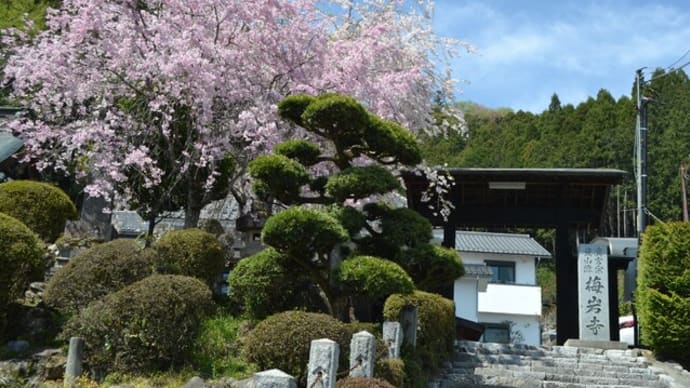 梅岩寺のしだれ桜、ペチュニア、スーパーベル、タケノコ