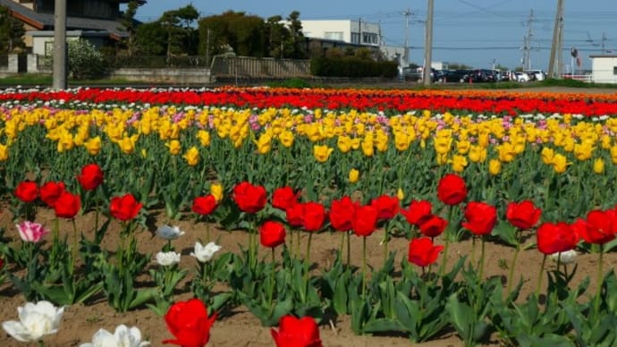 玉村北部公園のチューリップ2022
