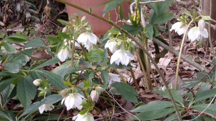 花壇を綺麗に