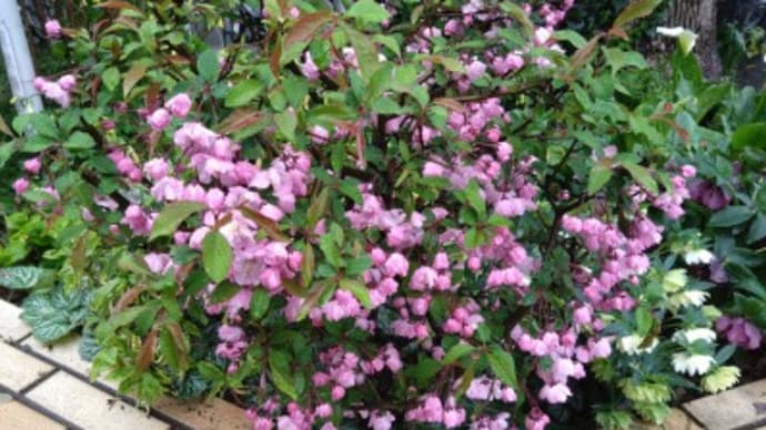 ハナカイドウの花が咲く頃っていつ?