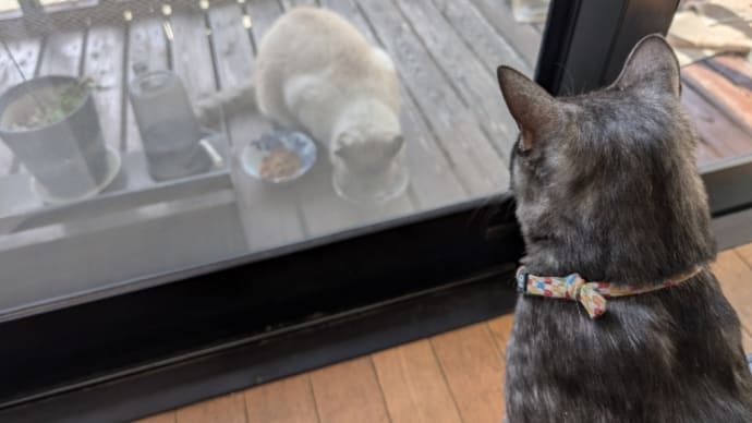 二匹の猫 (^・ω・^ )