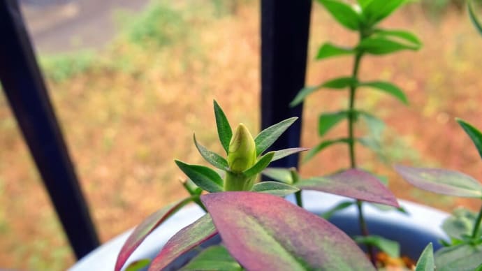 リンドウの紅葉!? そして、残花一輪!