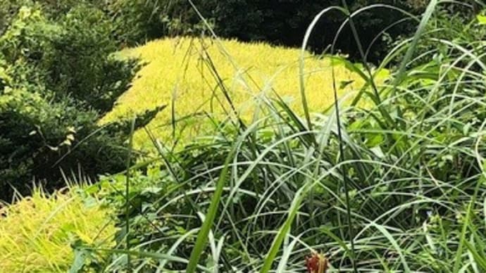 秋景色の菜園です
