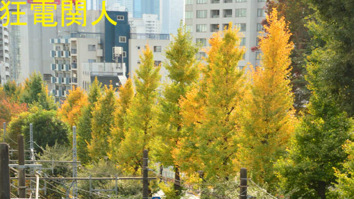 黄色の都電と黄葉