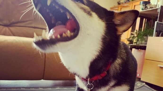 スイカ好きな犬(笑)