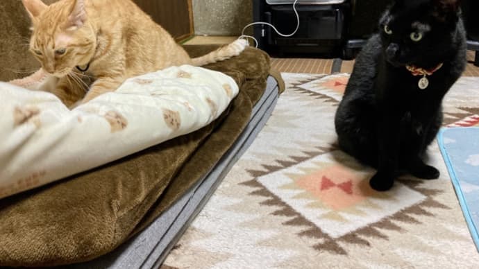 地震大揺れでも動じない猫ども