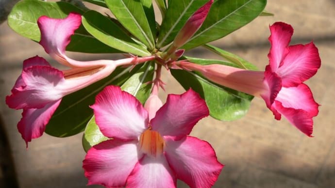 砂漠の薔薇