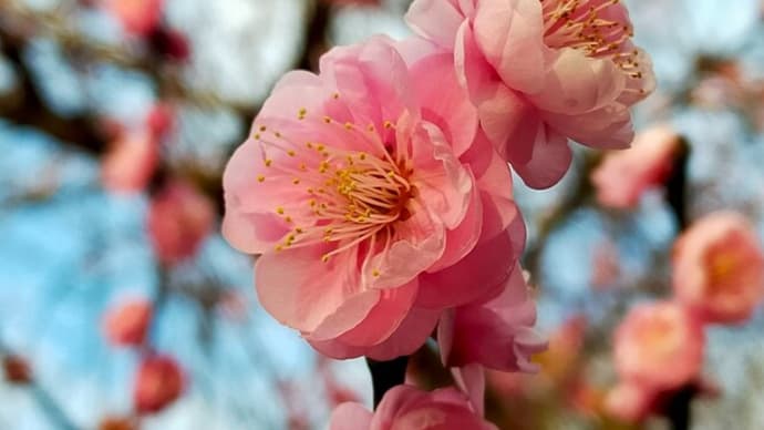 気温が乱高下していますね