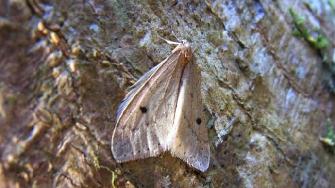 クロテンフユシャク Inurois membranaria :どっこい冬でも飛んでいる