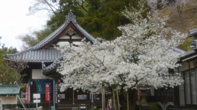 西法寺の薄墨さくら