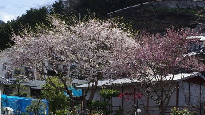 とびしま海道　蒲刈の山桜