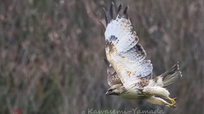 いつもの観鳥ルート