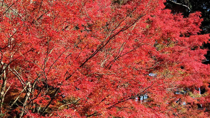 四王寺山の紅葉 八ツ波地区