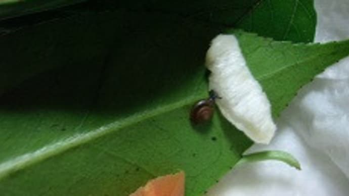 カタツムリ達、エリンギを食べる!