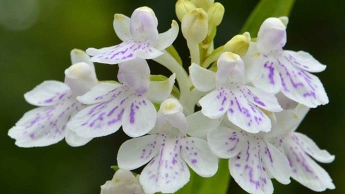 ウチョウランの仲間（３）　「白紫点花」