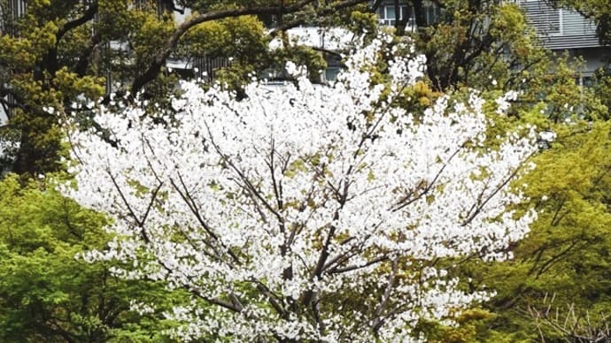 「桜&ハナカイドウ2024」/旧芝離宮恩賜庭園