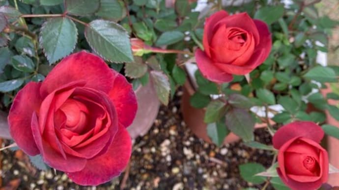 咲きそむ薔薇と名残のラックス