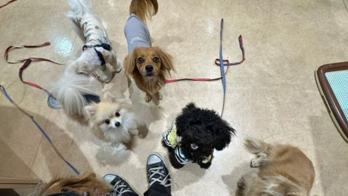 れあ、犬の小学校5回目