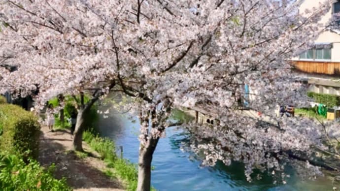🚶〜観月橋…伏見名水スタンプラリー…伏見桃山御陵…桃山南口〜 240410